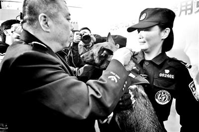 #北京青年报#北京首批警用克隆犬正式“入警”