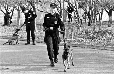 #北京青年报#北京首批警用克隆犬正式“入警”