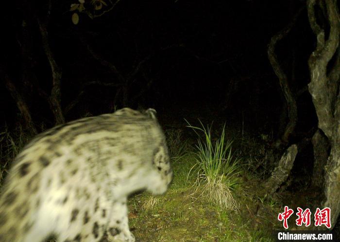 红外相机拍摄到的雪豹影像。卧龙保护区管理局供图