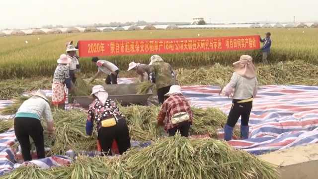 袁隆平超级杂交水稻云南测产，连续四年亩产超1100公斤